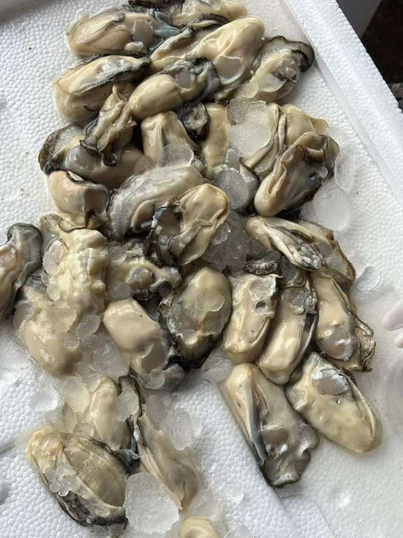 大中小规格蚝肉，大量供应