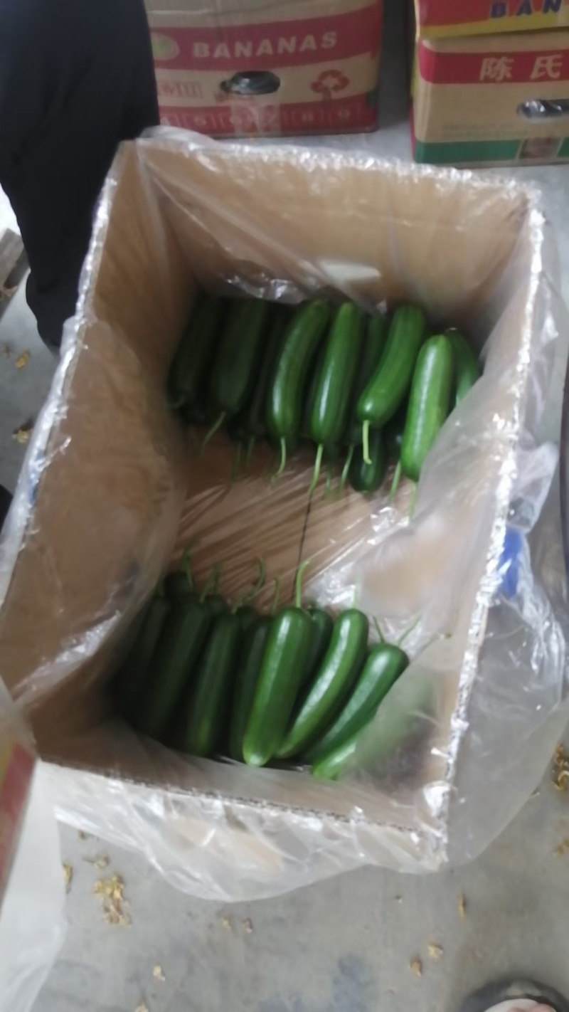 水果黄瓜