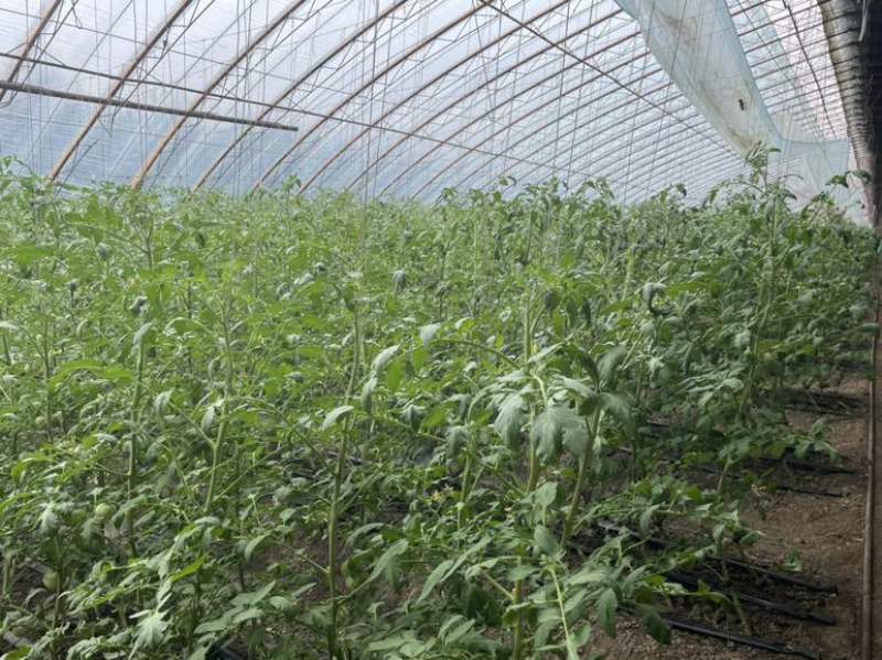 辽宁盘锦碱地柿子铁皮草莓柿子场地发货现摘现发