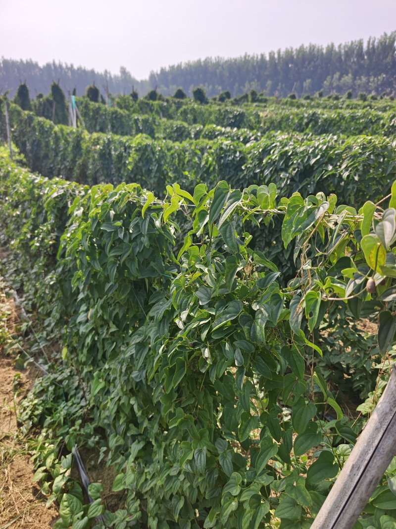 山药