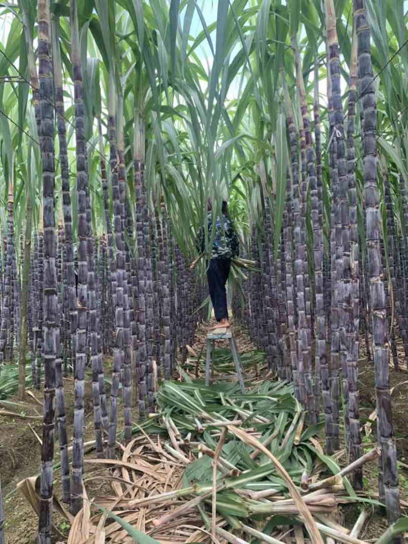 黑皮甘蔗节长多汁，甜度高