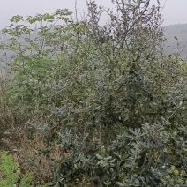 油橄榄树