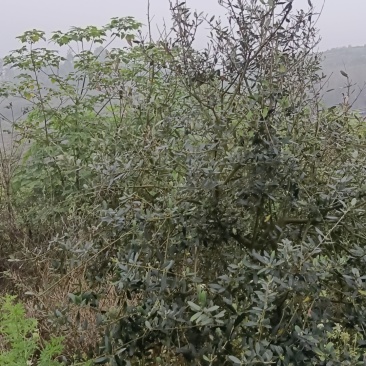 油橄榄树