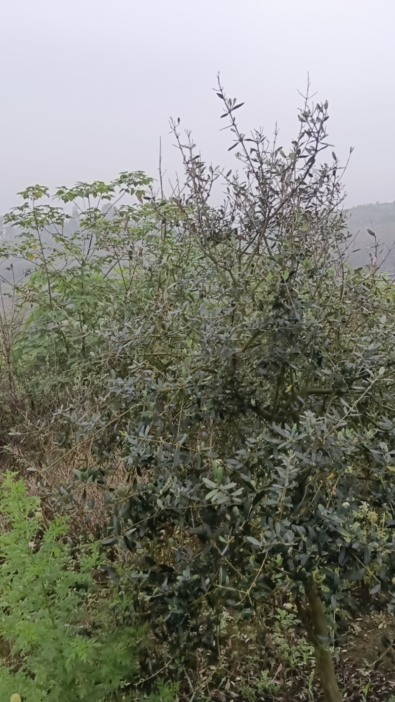 油橄榄树