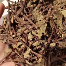 瑶族草药小钻骨风小钻