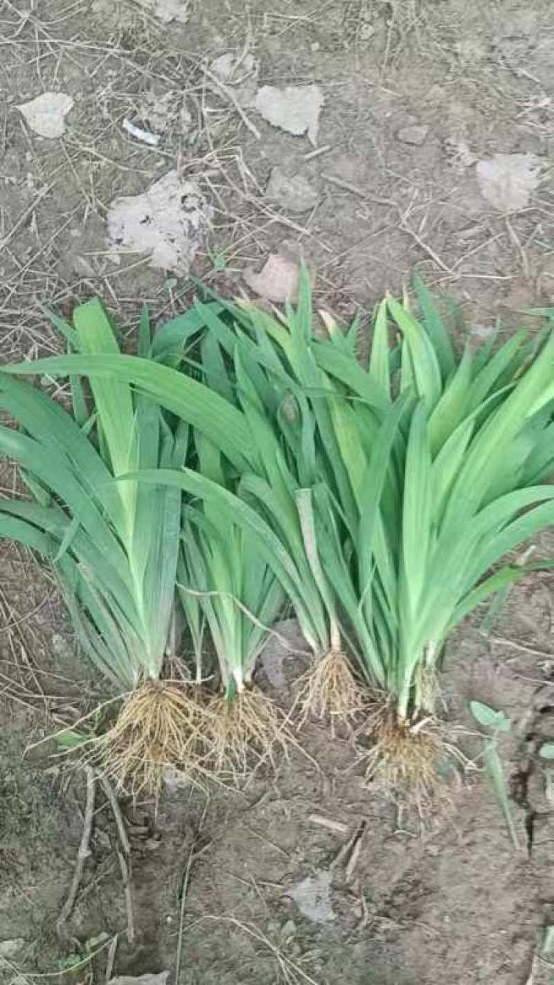 出售:射干苗四十万颗，有需要的联系***********