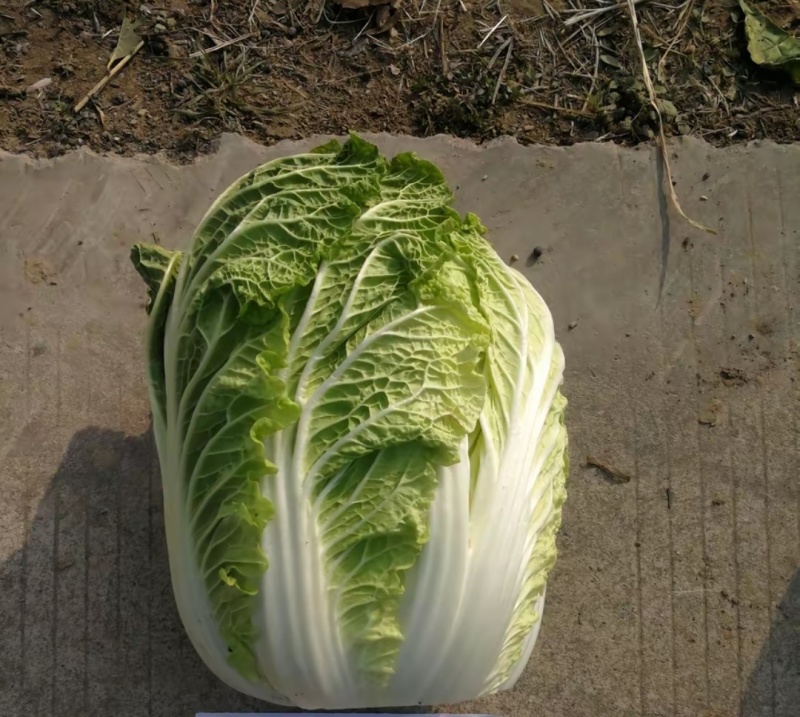 鲁信建根苗好无病寻找诚信合作伙伴