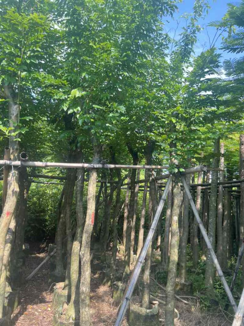 黄花梨3-15分低价出售