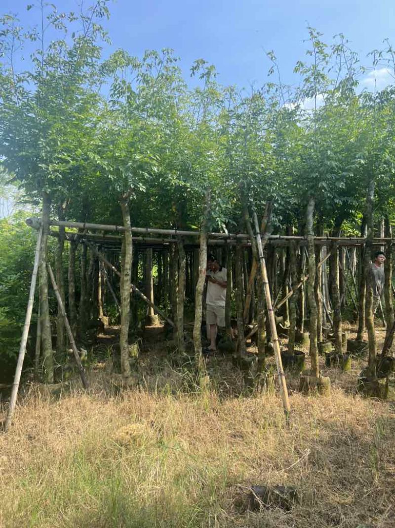黄花梨3-15分低价出售