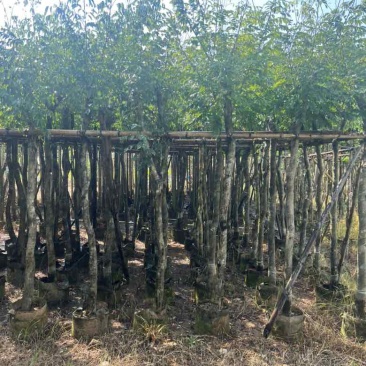 黄花梨3-15分低价出售