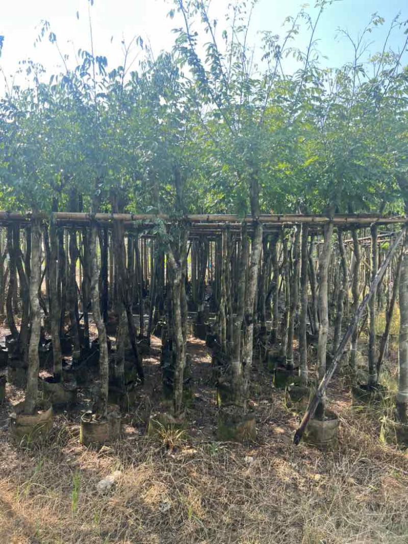 黄花梨3-15分低价出售
