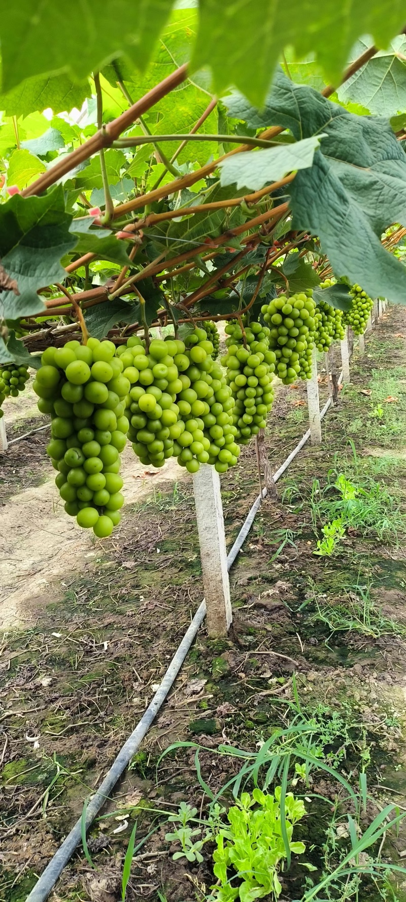 阳光玫瑰