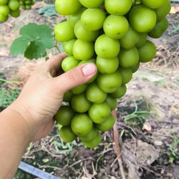 阳光玫瑰