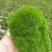 苔藓，造景苔藓。