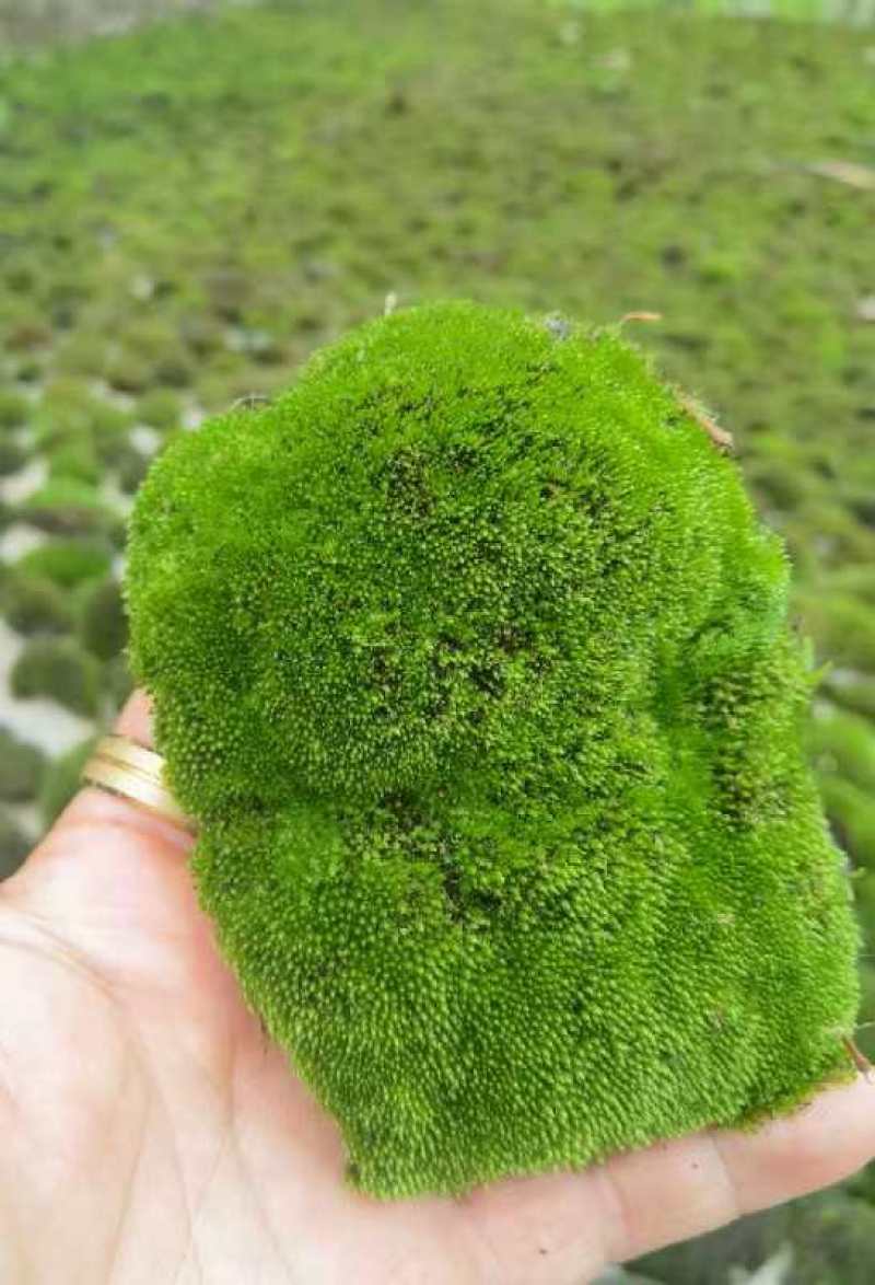 苔藓，造景苔藓。