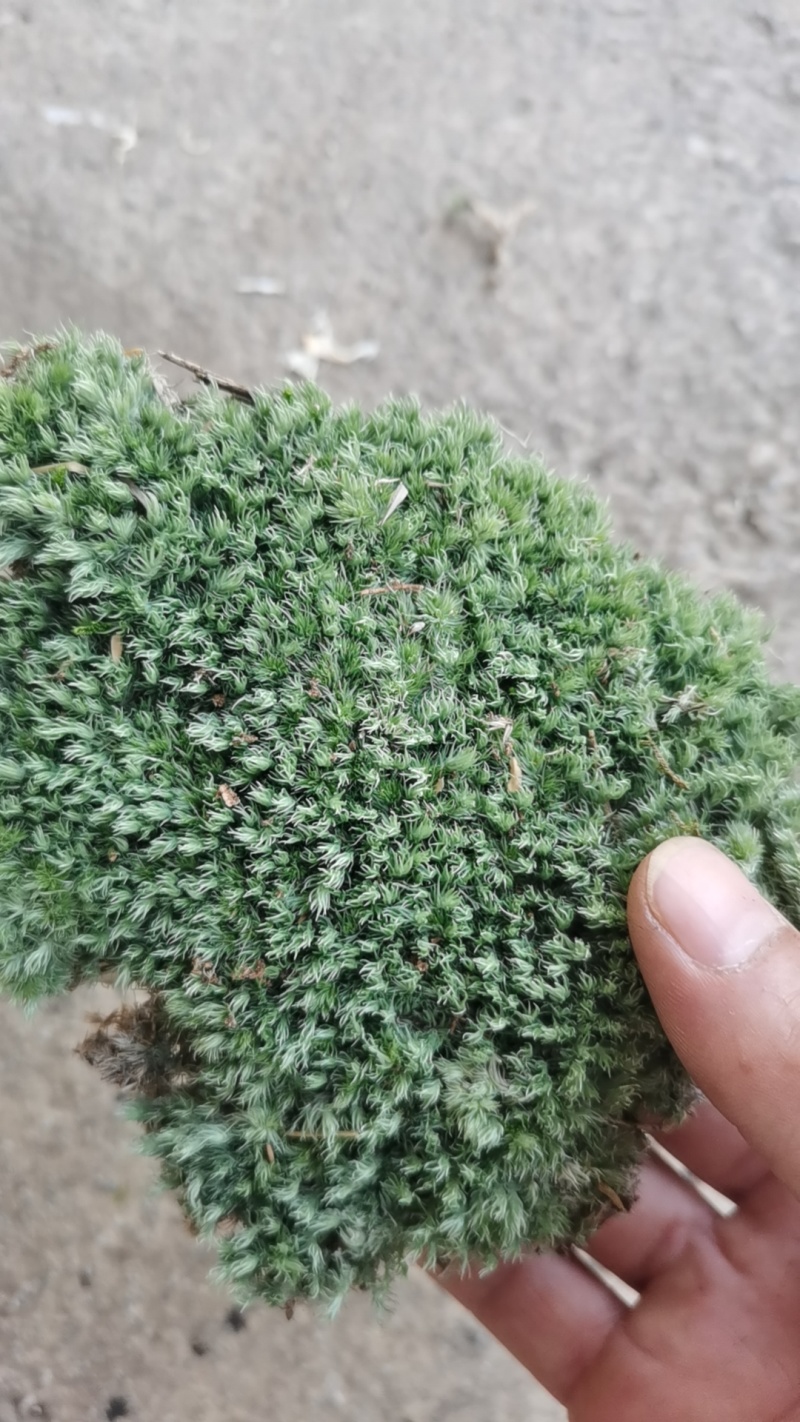 苔藓，造景苔藓。