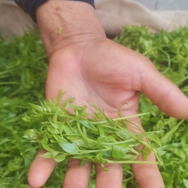 大山里的养生茶（莓茶）