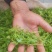 大山里的养生茶（莓茶）