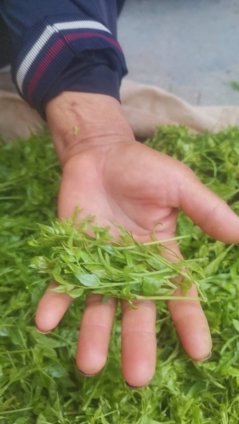 大山里的养生茶（莓茶）