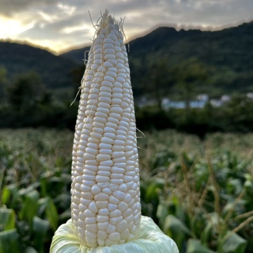 白糯玉米