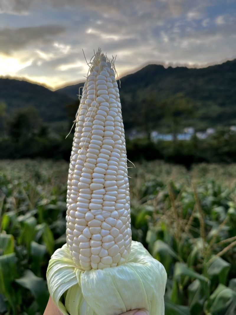 白糯玉米