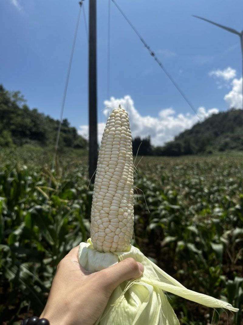 白糯玉米