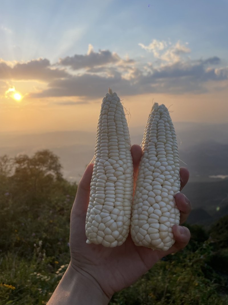 白糯玉米