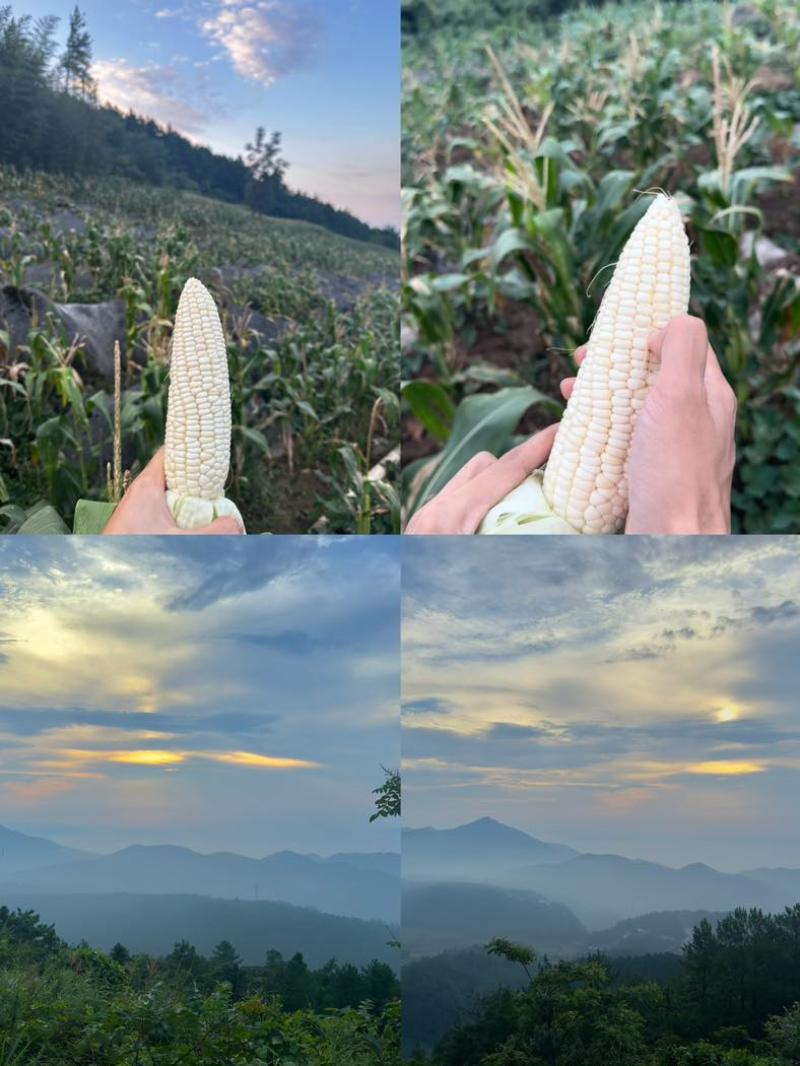 白糯玉米