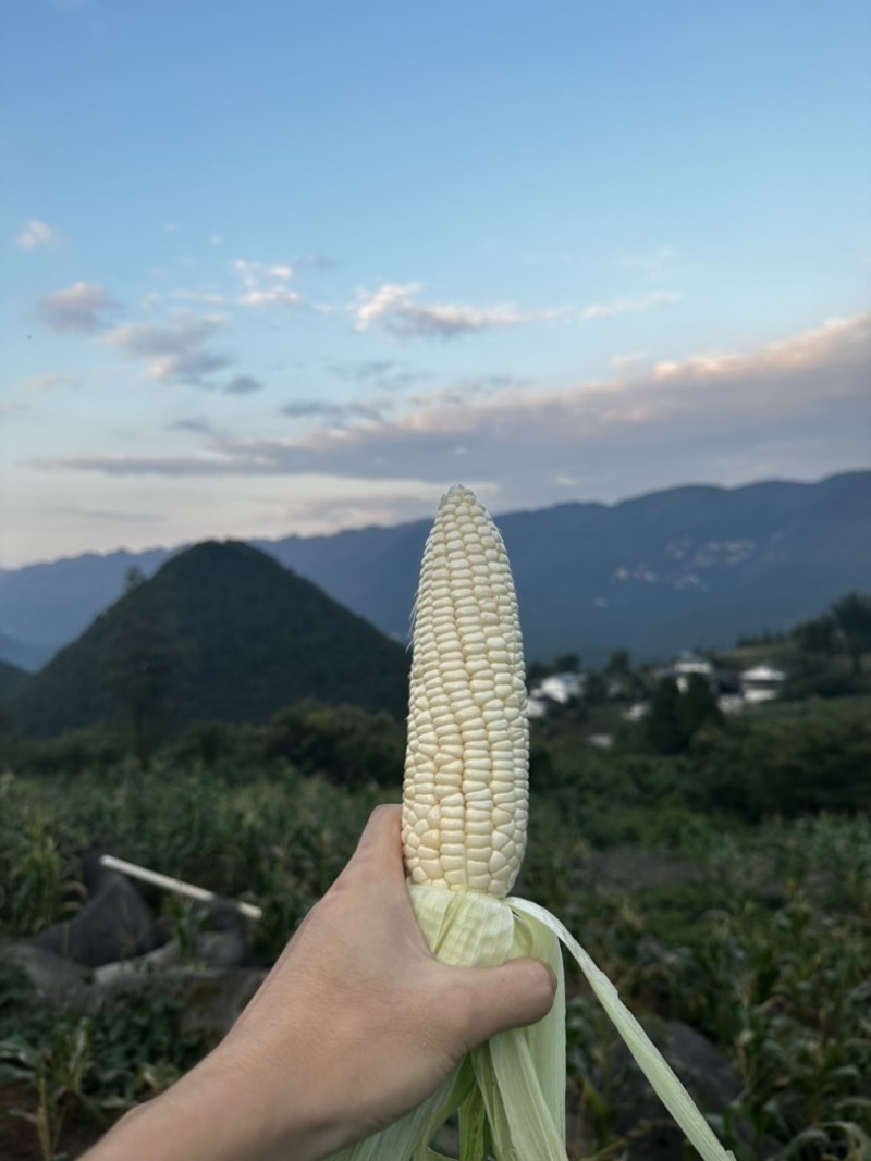 白糯玉米
