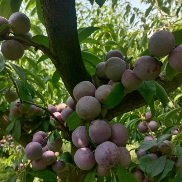 茂县红脆李