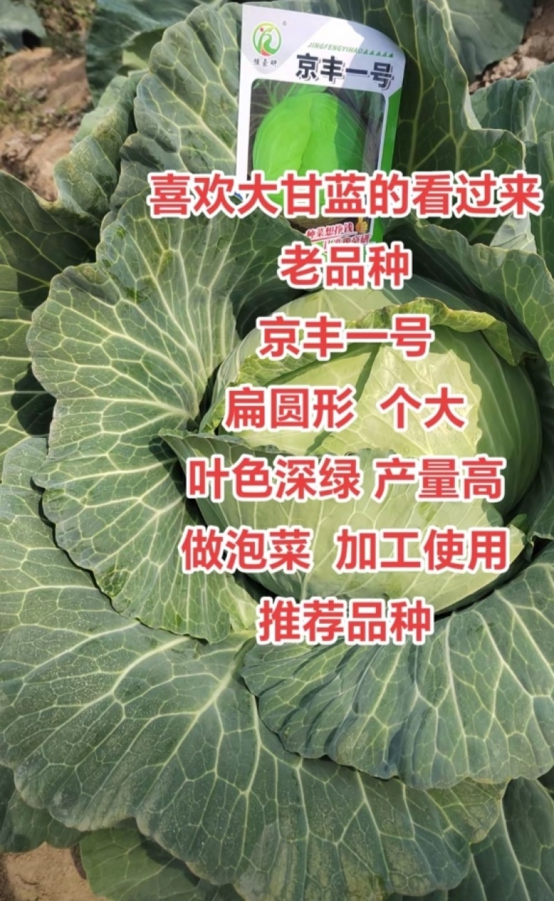 京丰一号甘蓝苗，苗子清秀根系发达