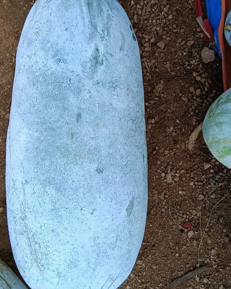 粉皮冬瓜