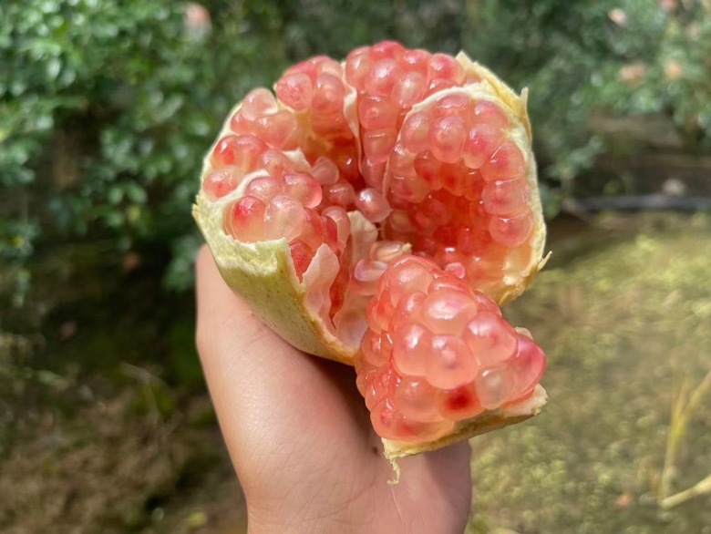 番石榴果实展示