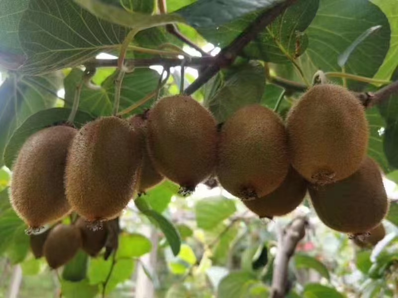 绿猕猴桃采摘场景