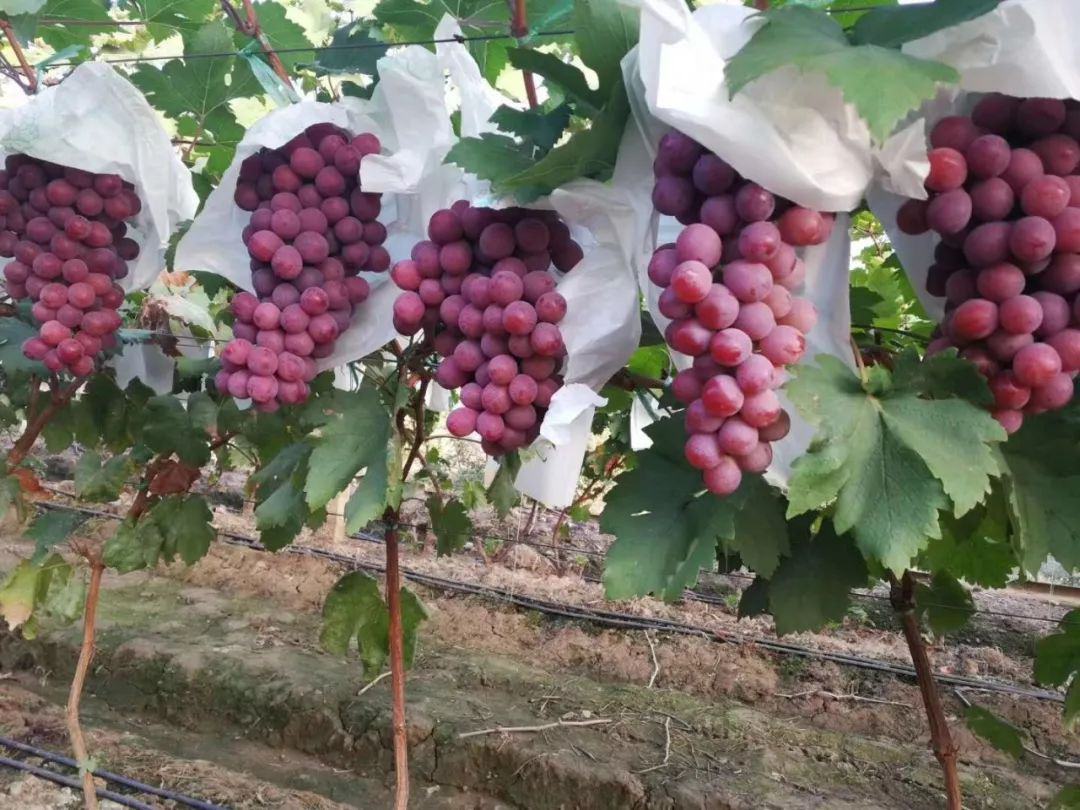 云南元谋某合作社无籽红提采收场景:身着浅蓝色工装的农户手持剪刀采摘成熟果穗,果粒紧实圆润、紫黑透亮,果梗青绿挺拔;竹编篮中铺有食品级软垫,背景可见梯田式坡地与远处干热河谷特有的稀疏灌木植被,阳光强烈,光影对比鲜明 云南元谋干热河谷无籽红提采摘现场特写