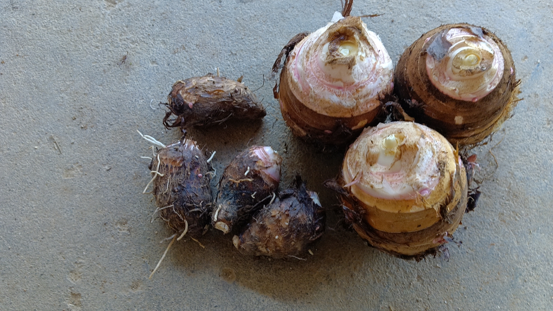 木瓜魔芋粉原料对比图