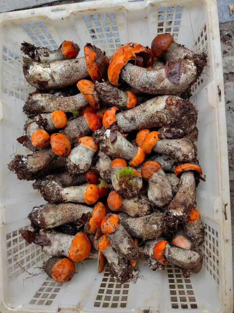 四川甘孜八美新鲜大脚菇，物美价廉，诚信经营，欢迎各位老板选购