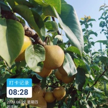 皇尊蜜梨