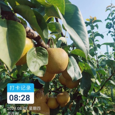 皇尊蜜梨