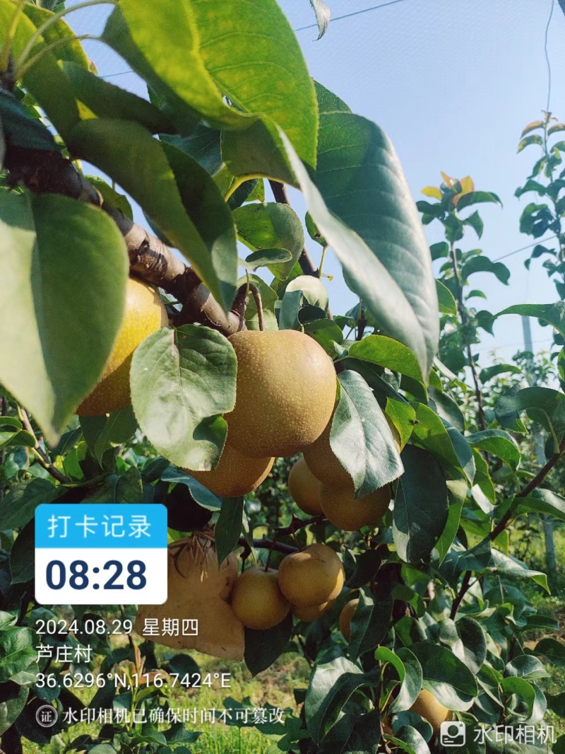 皇尊蜜梨