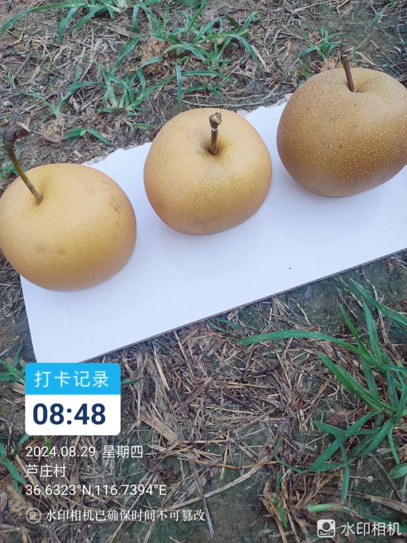 皇尊蜜梨