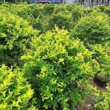 黄素梅球40～1米高基地直销大小规格齐全质量优质