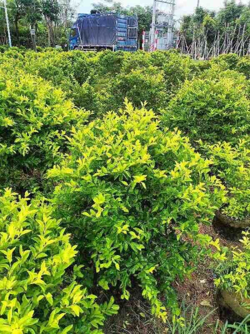 黄素梅球40～1米高基地直销大小规格齐全质量优质
