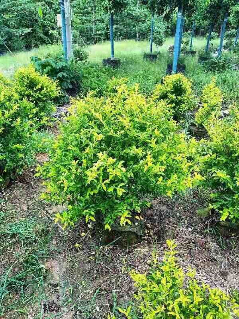 黄素梅球40～1米高基地直销大小规格齐全质量优质