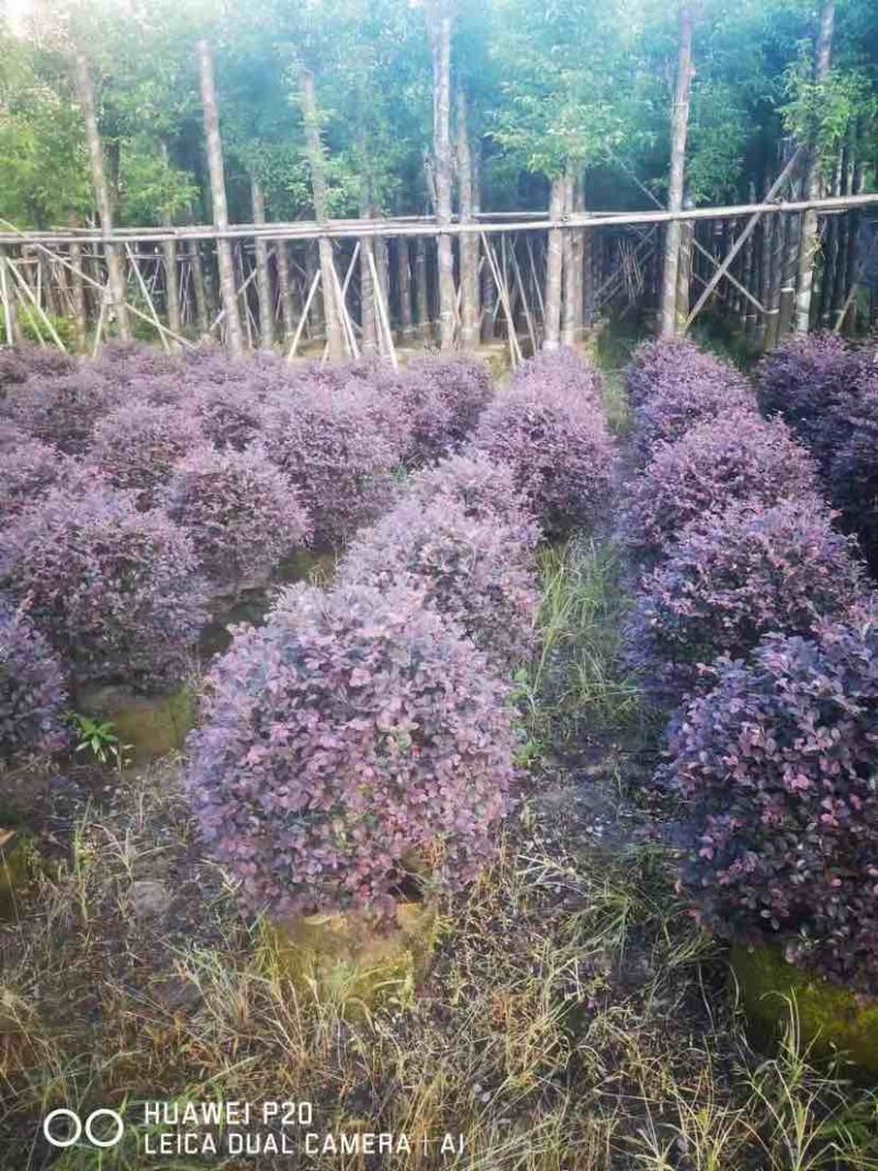 红继木球60～1米高基地直销规格齐全质量优质