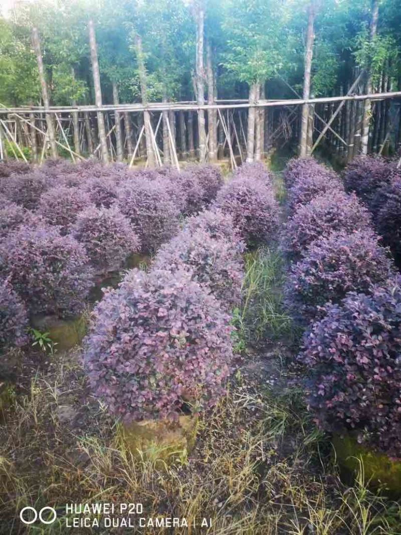 红继木球60～1米高基地直销规格齐全质量优质