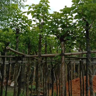 秋枫5～8公分基地直销大小规格齐全质量优质