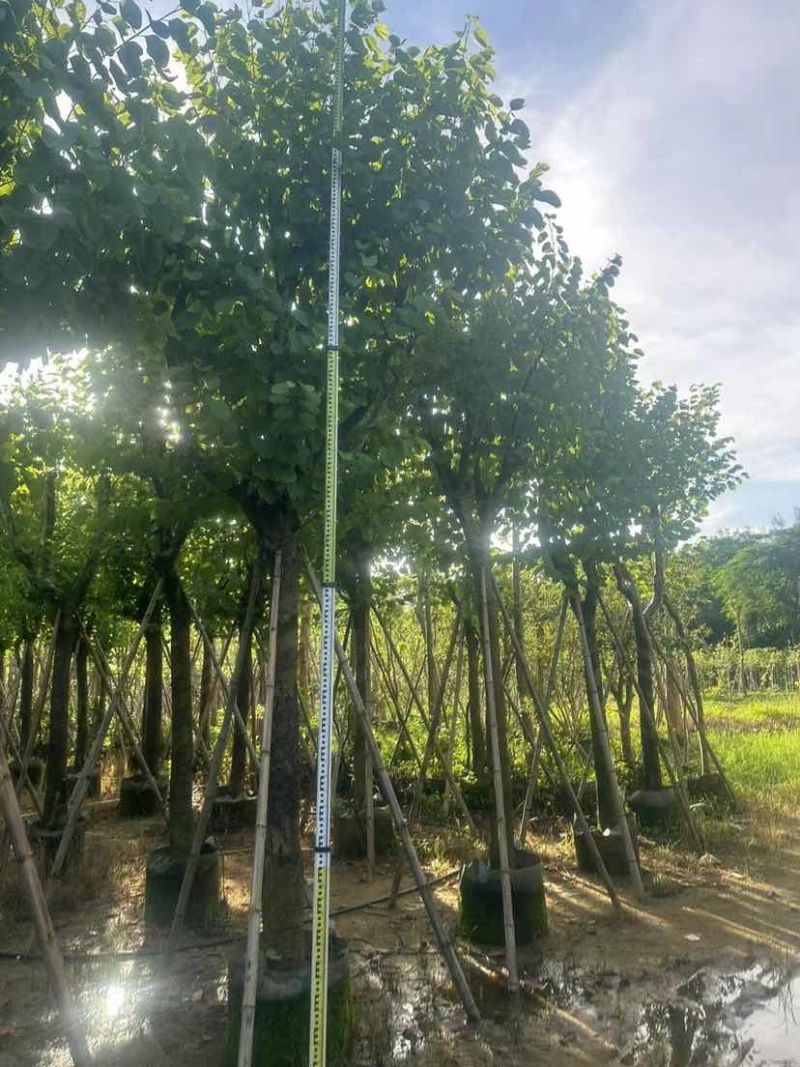 宫粉紫荆12～15公分基地直销大小规格齐全质量优质
