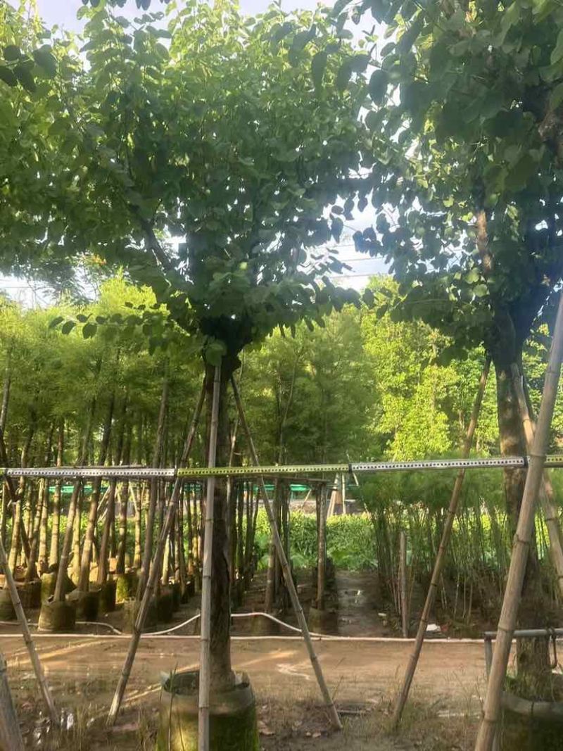 宫粉紫荆12～15公分基地直销大小规格齐全质量优质