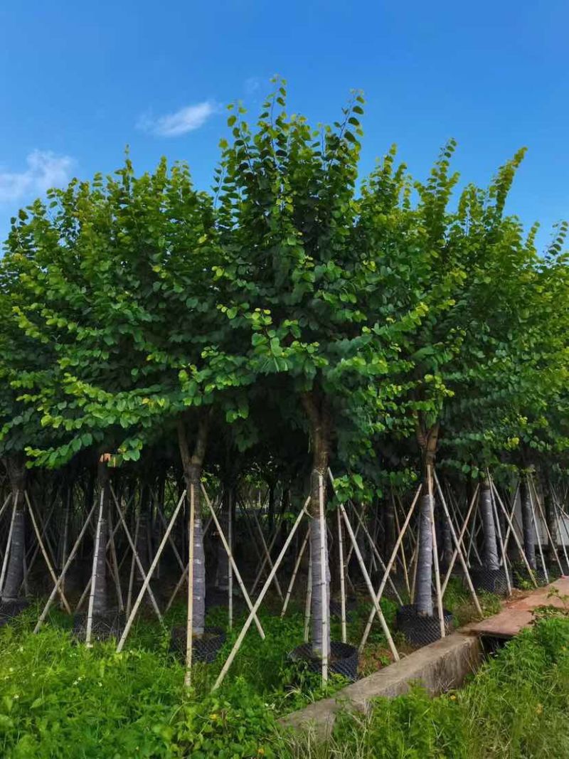 宫粉紫荆12～15公分基地直销大小规格齐全质量优质